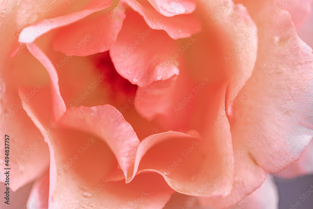 Close-up of rose flower head with water drops on delicate pink petals.