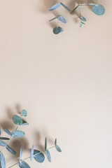 Eucaliptus leaves on beige background. Copy space. Blue-Green leaves on branch for abstract natutal backdrop