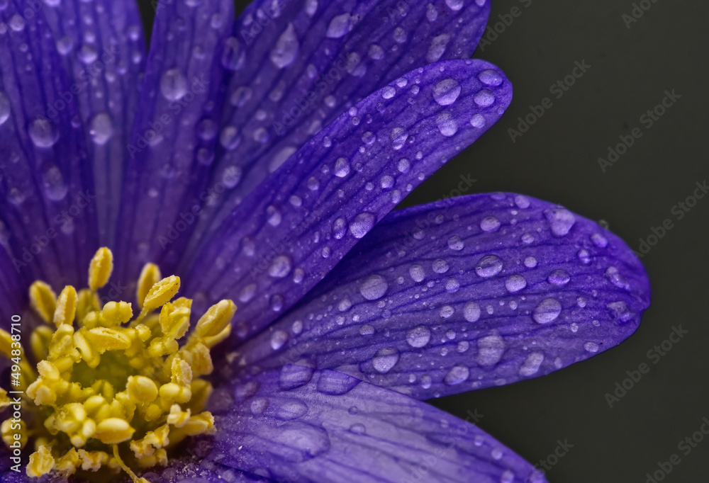 anemone blanda with drops anemone blanda with drops