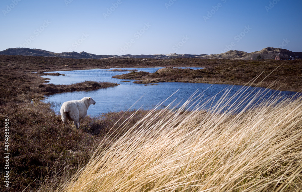 Fototapeta premium island landscape with sheep