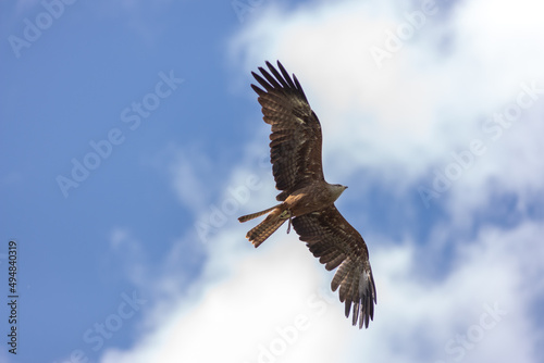 eagle in flight © EwaServices