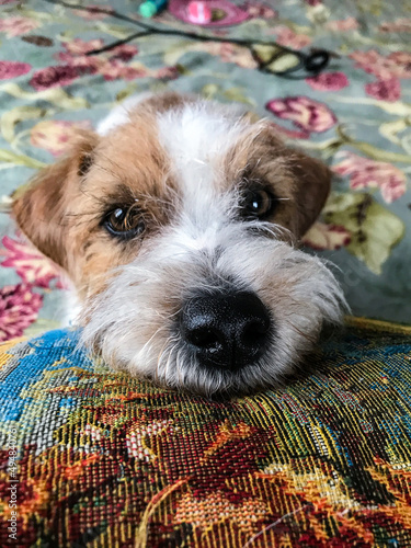 little jack Russell terrier on the bed . looks into the lens.