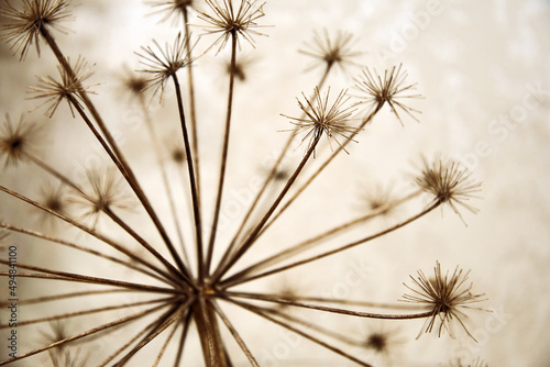 Dry blurred hogweed with branches and buds like a dandelion. Seasonal plants and abstract nature
