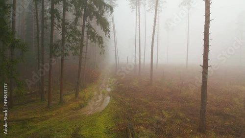 Very thick fog in the pine forest