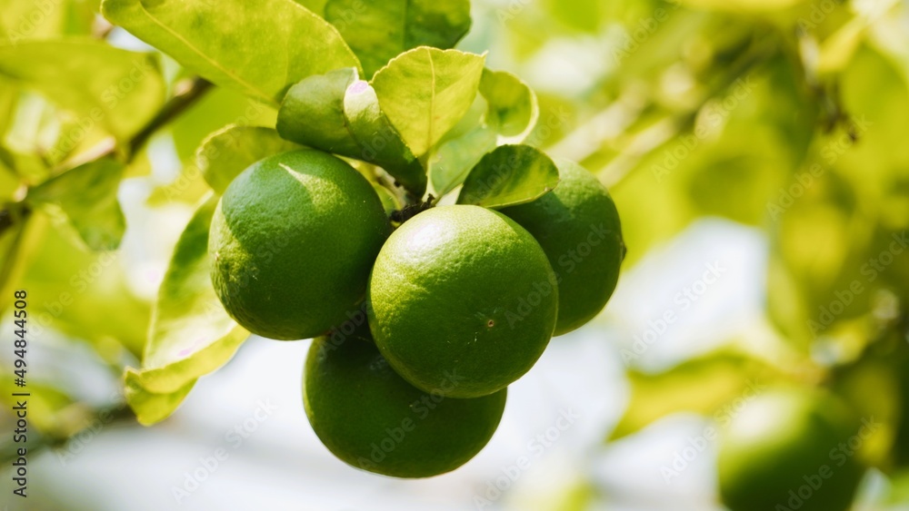 Lemon is used as a raw material for cooking sour taste.