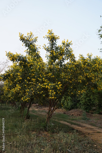 yellow trumpetbush, yellow bells, yellow elder, ginger-thomas (Tecoma stans) tree in the park