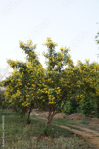 yellow trumpetbush, yellow bells, yellow elder, ginger-thomas (Tecoma stans) tree in the park