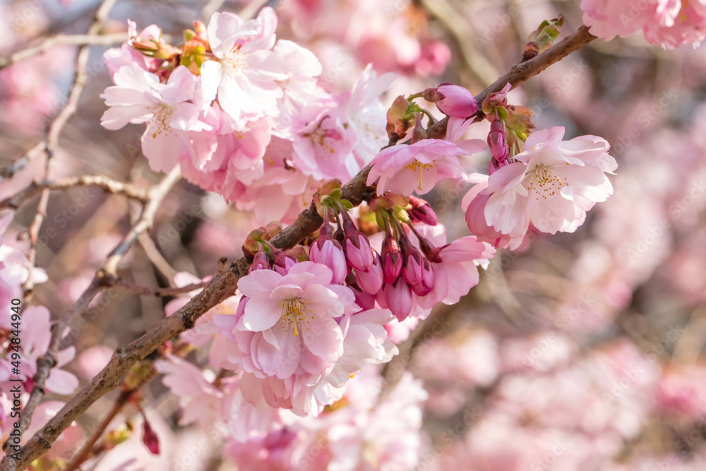 Obraz premium frühling