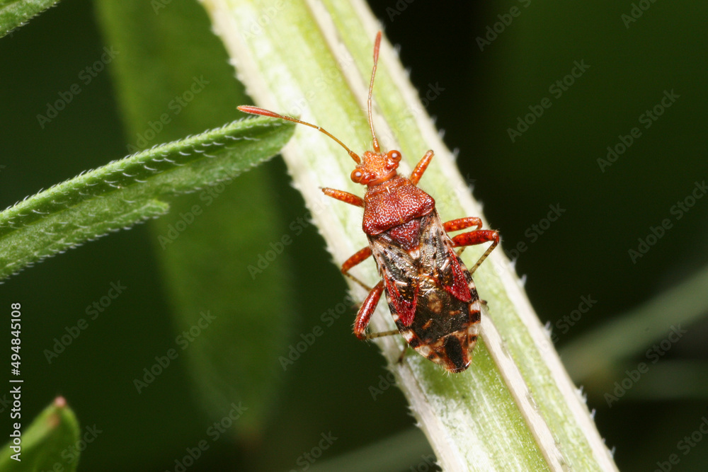 Rhopalus subrufus is a species of scentless plant bugs