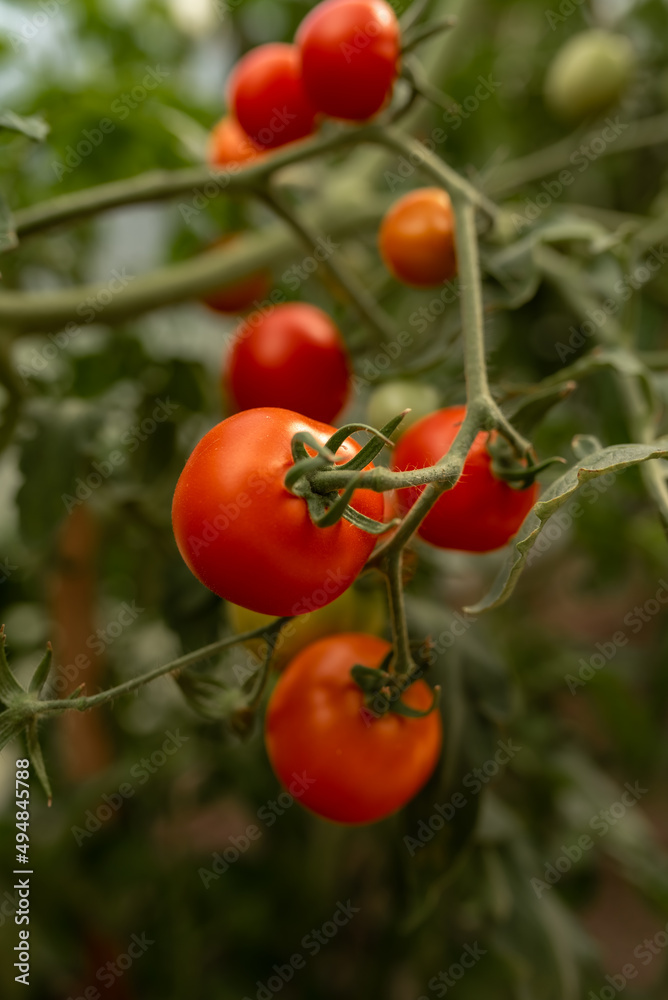 ripe harvest of tomatoes on the bushes in the greenhouse. Ecological cultivation. Food, vegetables, agriculture. Selective focus and noise. Shallow depth of field on the tomatoes