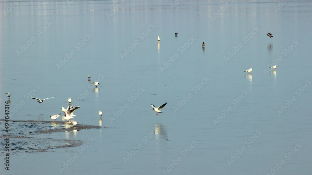 White birds on a frozen lake on a sunny morning.