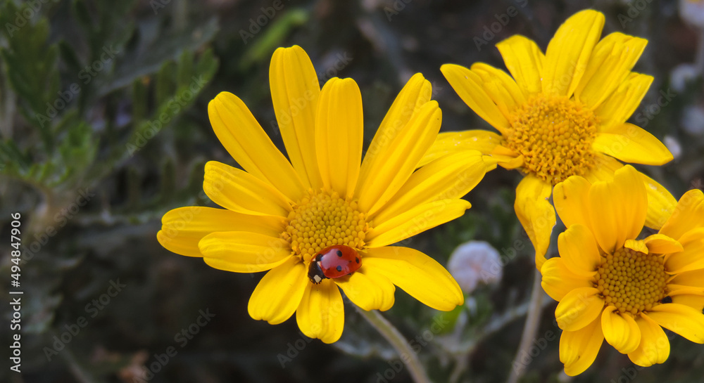 insect ladybug sits on yellow Marguerite flower (Argyranthemum yellow) insect ladybug sits on yellow Marguerite flower (Argyranthemum yellow)