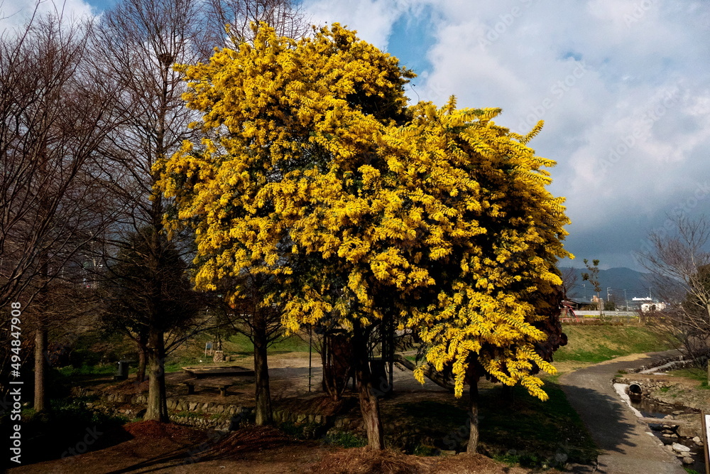 Fototapeta premium 公園に咲いていた大きなミモザの木 