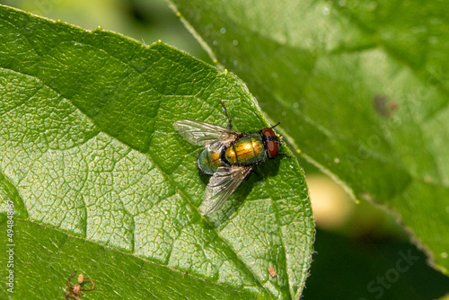A fly on a green leaf. Red eyes, the body is green and yellow in the sun. Animal theme, macro.