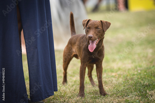 Brown Patterdale Terrier dog breed photo