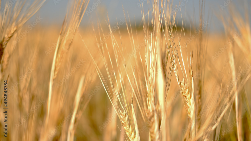 Beautiful landscape field on a summer day. Rural scene. Close up of wheat ears, field of wheat