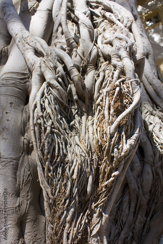 Close up view of Ficus Macrophylla in  Sicily, Italy photo