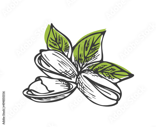 three pistachios lie on the surface, three leaves on the back, a linear drawing by hand