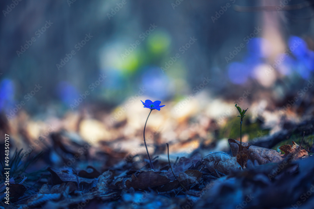 small blue forest flowers