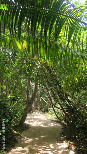 A jungle path with shadow in a fully green forest on a sunny day 