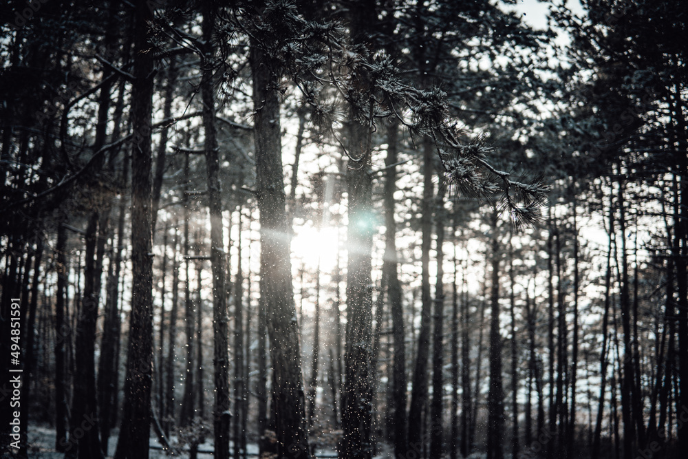 Fototapeta premium Sunlight passes through the trees in the snowy forest in winter