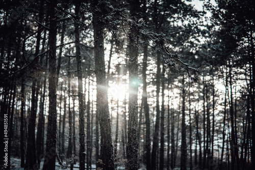 Sunlight passes through the trees in the snowy forest in winter