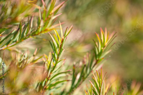 Tea tree (Melaleuca alternifolia) close-up 