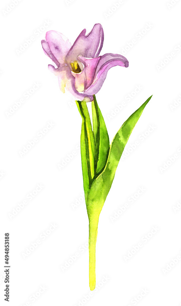 Illustration botanical watercolor pink tulip on a white background
