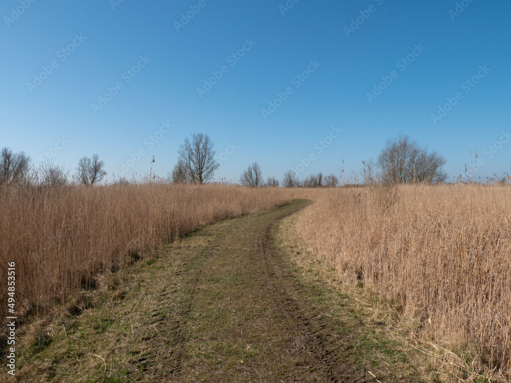 Fototapeta premium National park Oostvaardersplassen in the Netherlands, reed lands