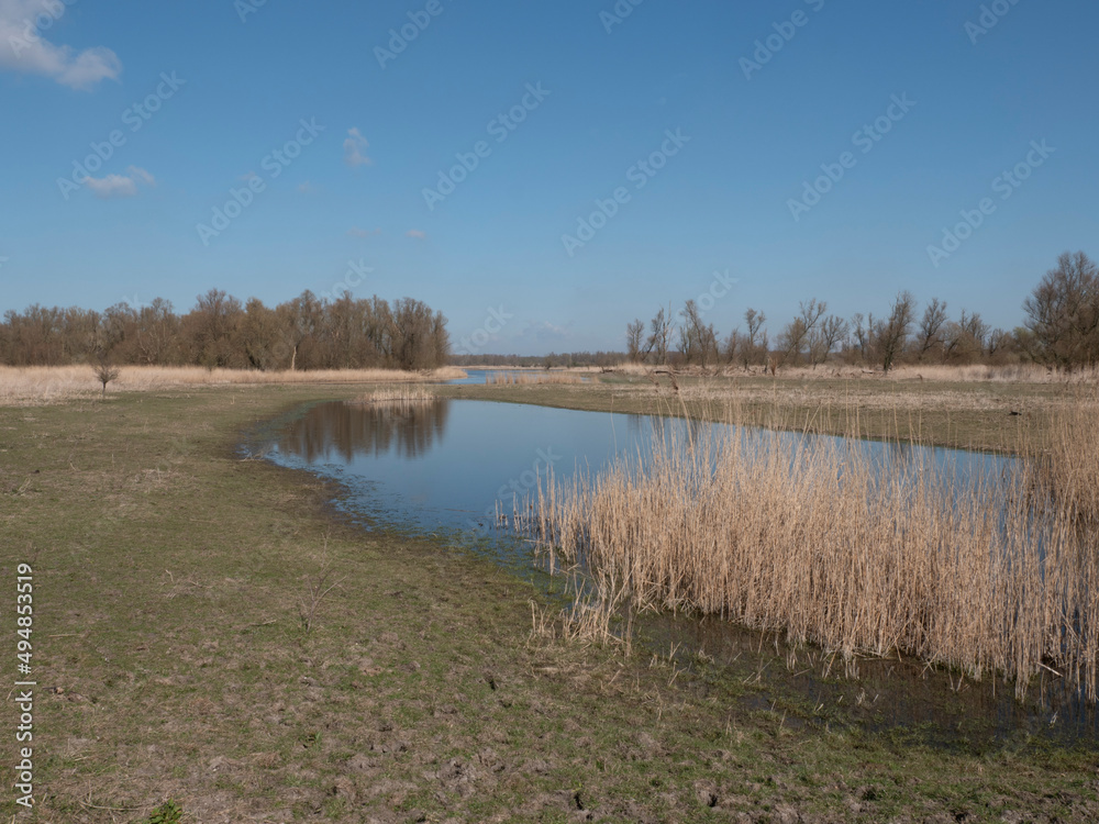 National park Oostvaardersplassen in the Netherlands, lake and reed