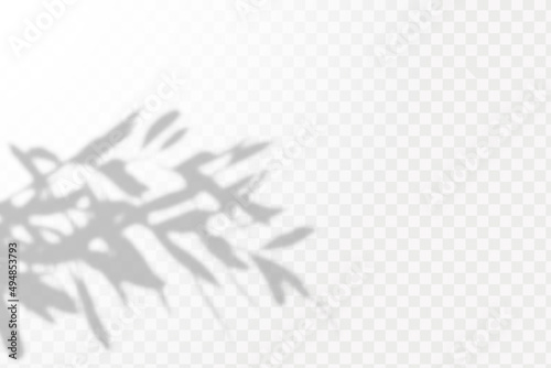 Soft shadow form window and plants, light overlay effect. Scenes of natural lighting.Effect Template for social media backgrounds, product presentations, photo shots.
