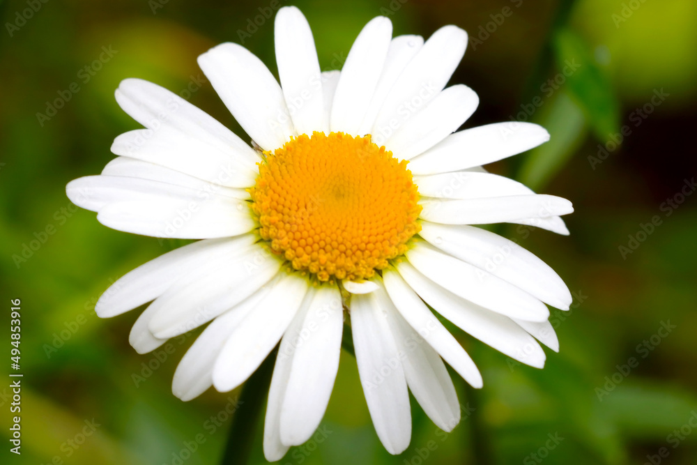 Close-up of a white chamomile blooming in a meadow. Close-up of a white chamomile blooming in a meadow.