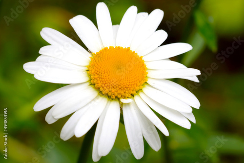 Close-up of a white chamomile blooming in a meadow. © Dzmitry