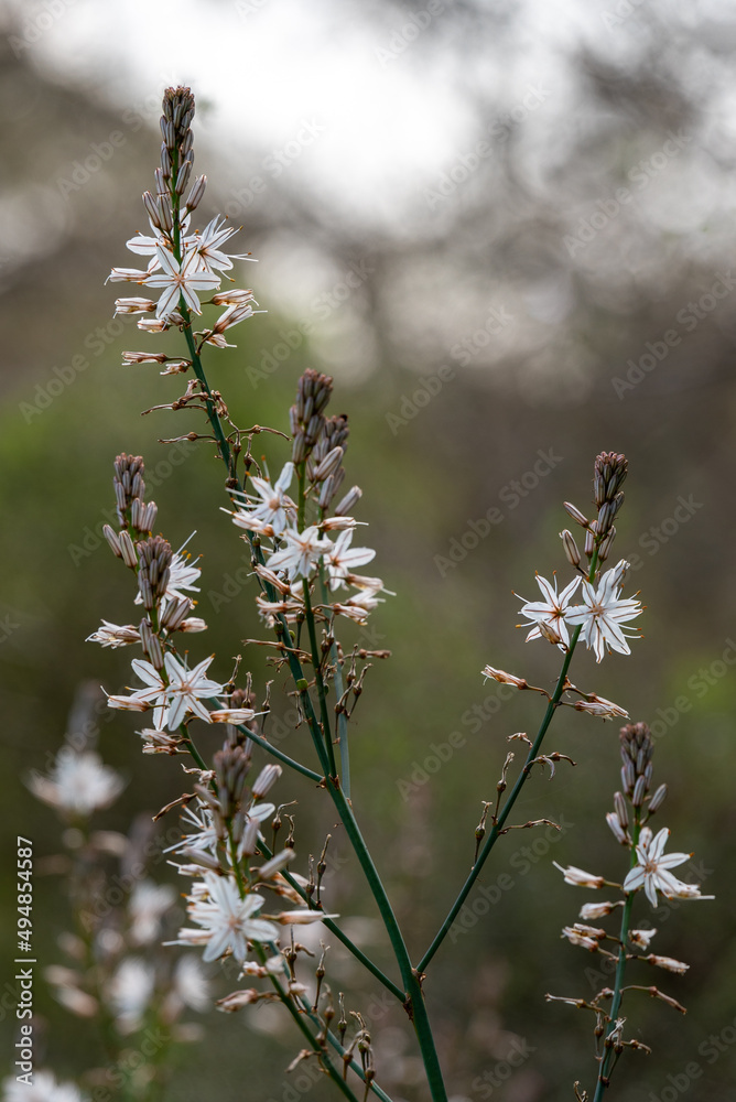 Close up of wild white Asphodel in nature in rural northern Israel
