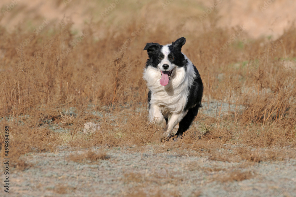 A black-and-white Border Collie runs in the field with its tongue sticking out A black-and-white Border Collie runs in the field with its tongue sticking out