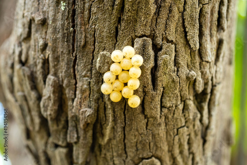 Macro insect eggs on tree background.Bug eggs or grasshopper eggs. © noon@photo