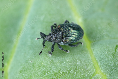 Ceutorhynchus sulcicollis weevil of beetle from family Curculionidae. This is pest of oilseed rape (canola) plants. © Tomasz