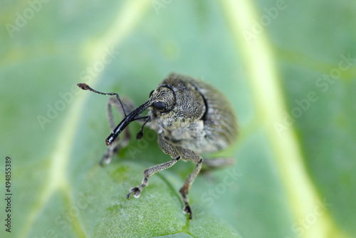 Ceutorhynchus napi weevil of beetle from family Curculionidae. This is pest of cabbage family e.g. oil rape plants, cauliflower, broccoli.