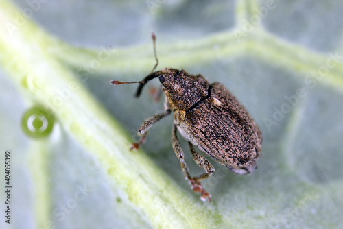 Ceutorhynchus pallidactylus (formerly quadridens) Cabbage Stem Weevils. Beetle from family Curculionidae, pest of oilseed rape (canola) plants and other cabbage.