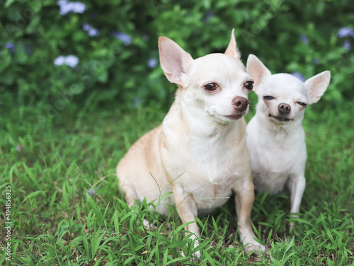 two difference size Chihuahua dogs sitting together on green grass in the garden. © Phuttharak