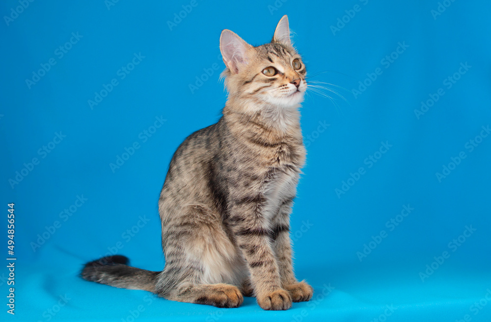 Funny portrait of a gray cat on a blue background. Cute fluffy kitten. A Place To Copy. Concept of pets