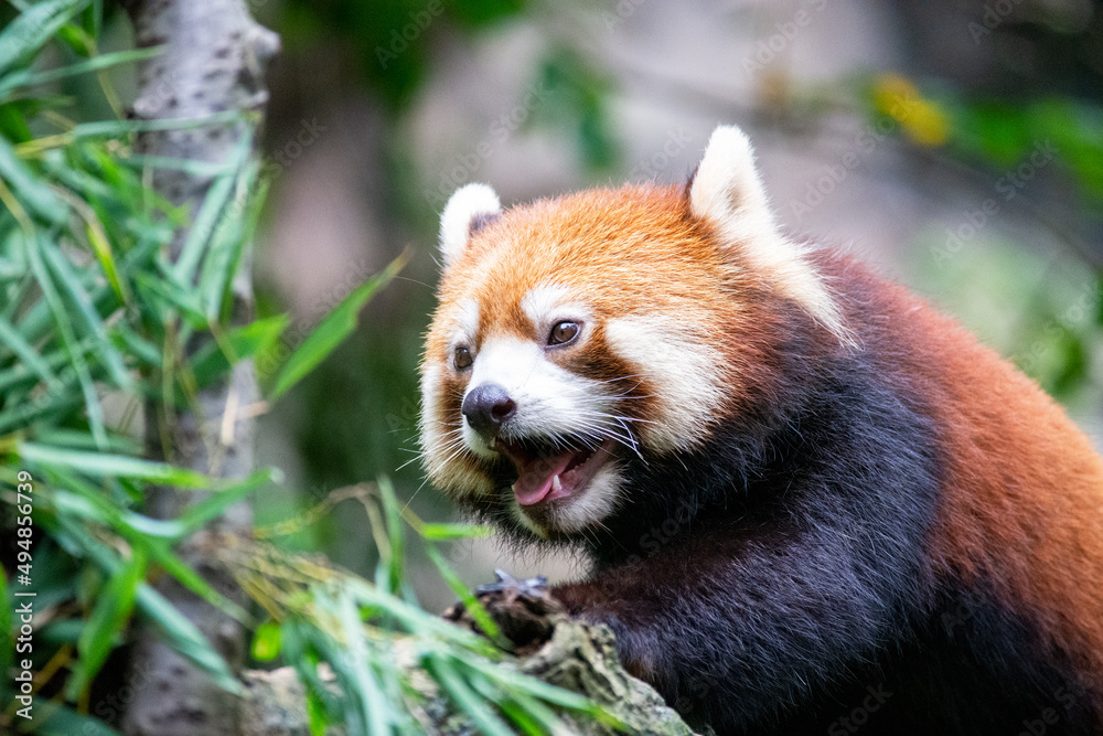 多摩動物公園の木登りするレッサーパンダ 多摩動物公園の木登りするレッサーパンダ