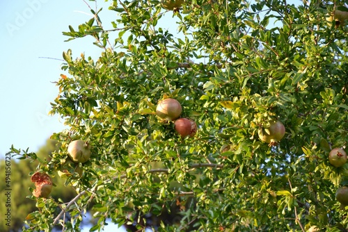 Pomegranate tree in Dubrovnik, Croatia