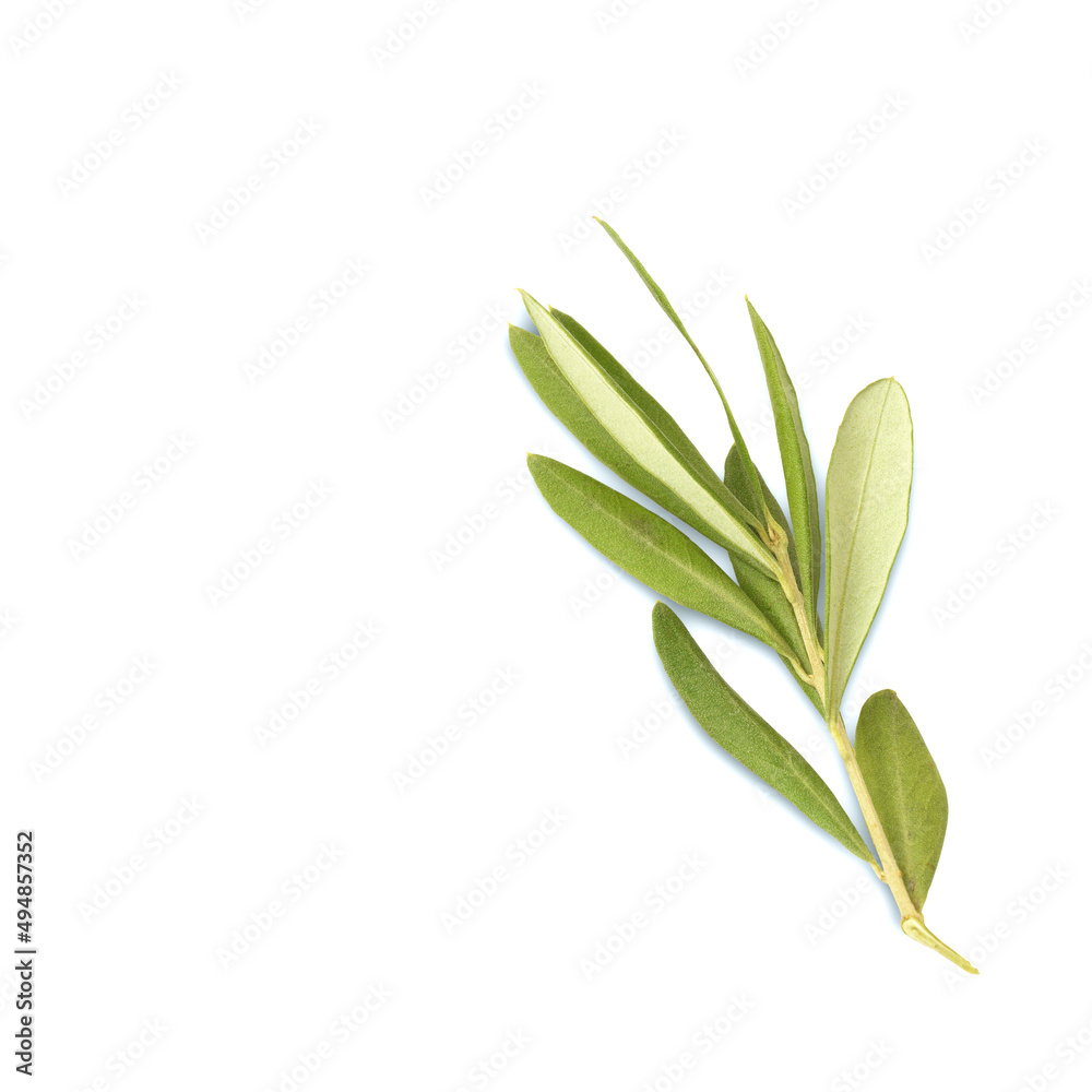 Olive tree branch with green leaves isolated on white