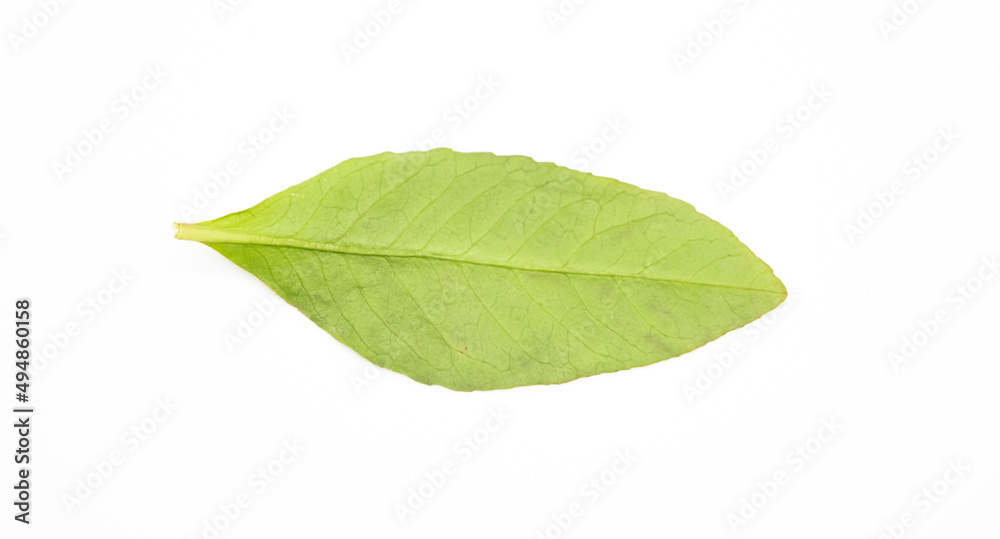 Fototapeta premium single vegetable leaf on white background