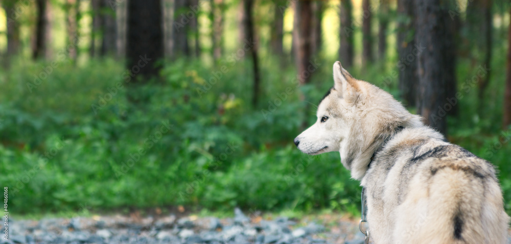 Fototapeta premium Alert siberian husky chained outside in the yard panoramic.