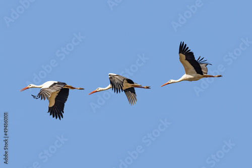 Photocomposition of a White stork (Ciconia ciconia) in fly