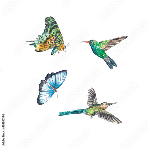 Two exotic bright butterflies and hummingbirds highlighted on a white background. Watercolor illustration is suitable for the design of postcards, wedding invitations, wallpapers, business cards