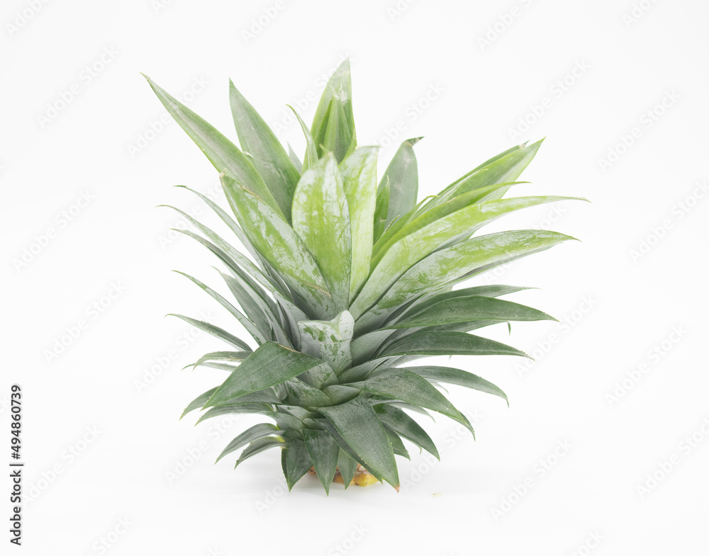pineapple leaves on white background, selective focus pineapple leaves on white background, selective focus