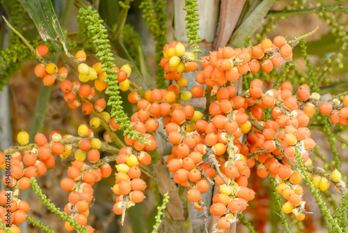 Vibrant Areca catechu species of palm photo